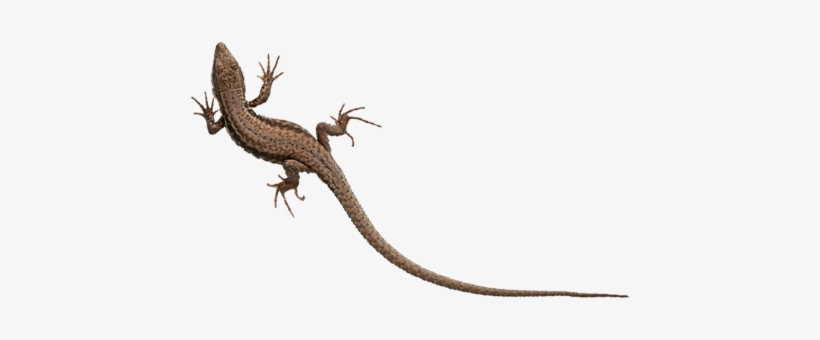 Gecko - Alligator Lizard, transparent png #2118369