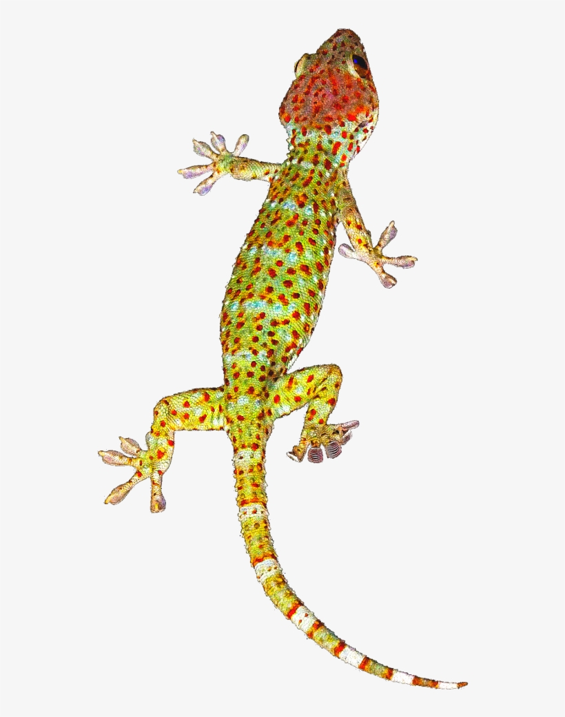 Geckos Background Png - Tokay Gecko Journal: 150 Page Lined Notebook/diary, transparent png #2118423