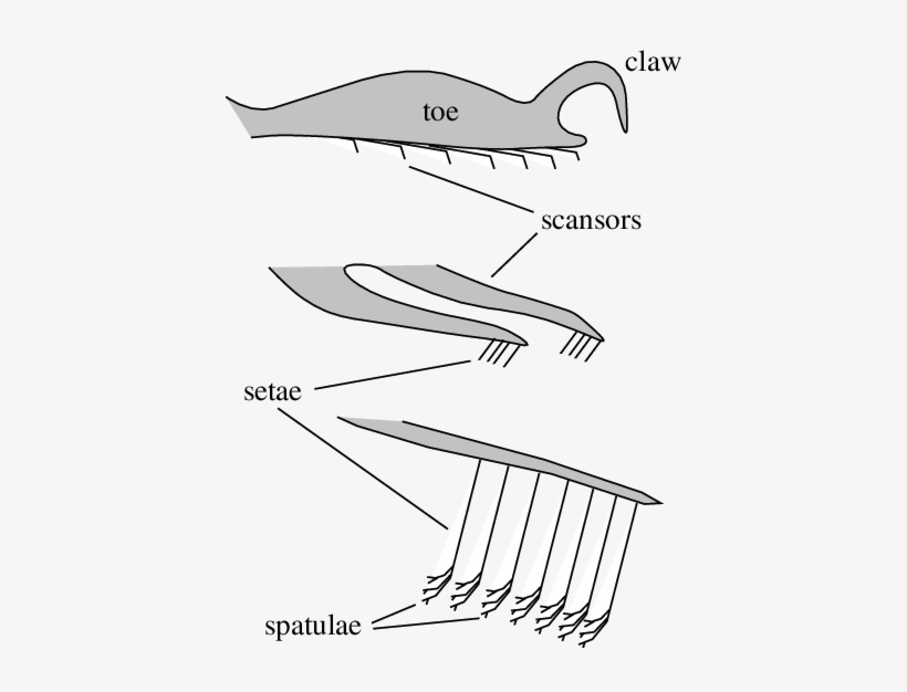 Generalized Structure Of An Adhesive Gecko Foot - Gecko Feet, transparent png #2118598