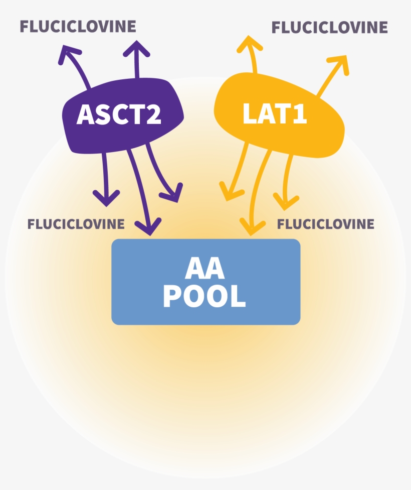 Mechanism Of Action For Axumin - Mechanism Of Action - Free Transparent ...