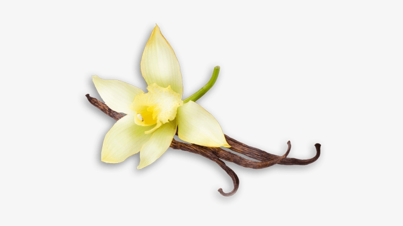 Related Wallpapers - Vanilla Bean Flower, transparent png #2118742
