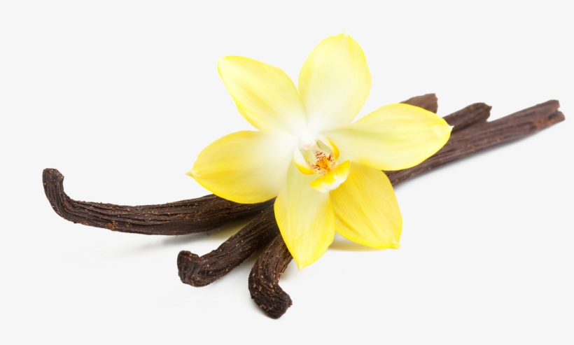 28 Collection Of Vanilla Clipart Transparent - Rise 'n Shine Online (8 Oz) Vanilla Whipped African, transparent png #2118743