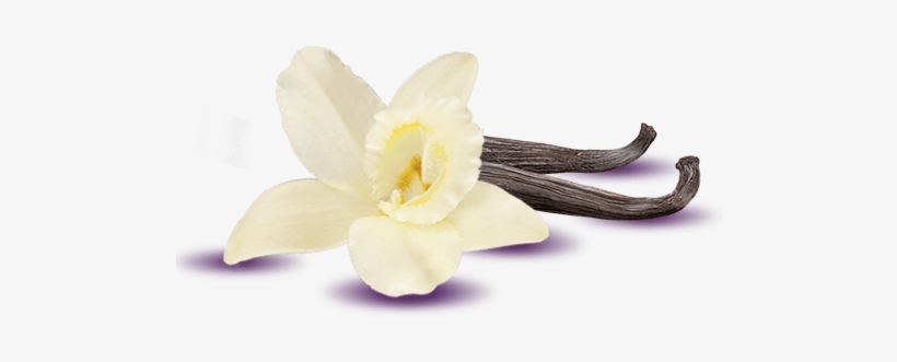 Post Navigation - Vanilla Icon Png, transparent png #2118876