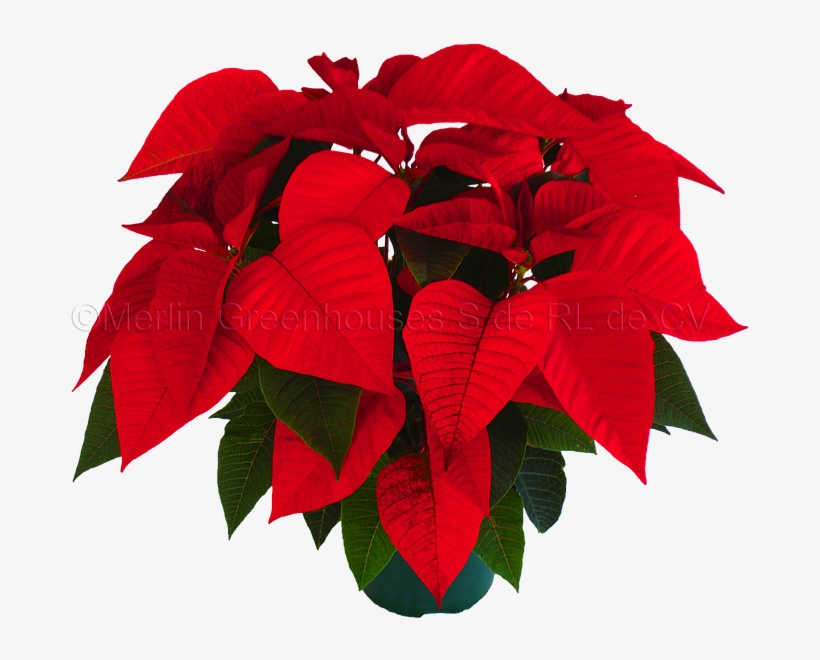 Flower Crown Snapchat Png - Flor De Noche Buena Png, transparent png #2121229