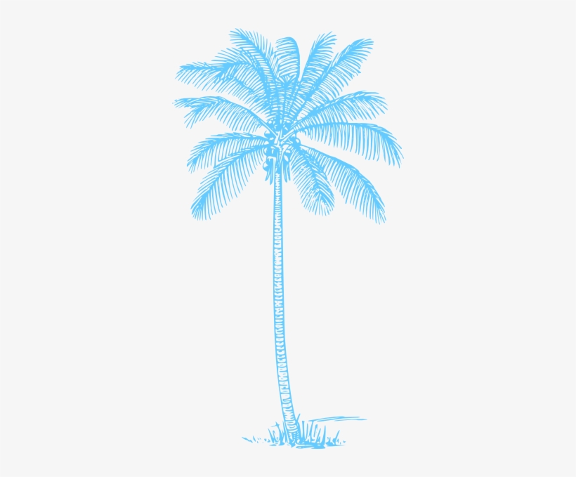 Small - Coconut Tree Pencil Drawing, transparent png #2121387