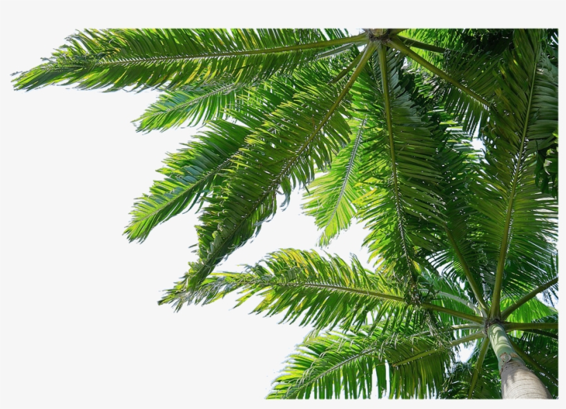 Aislado, Palmeras, La Naturaleza - 야자수 Png, transparent png #2121451