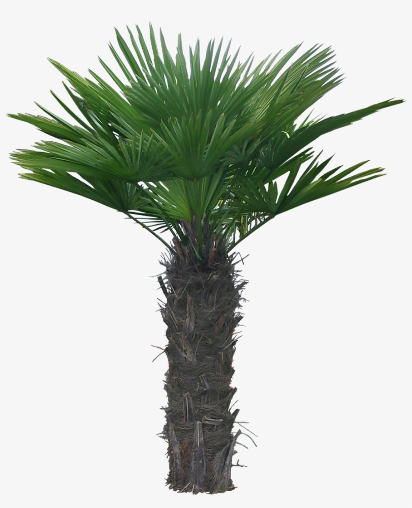 Arboles, Jardines Y Palmeras Png - Palm Tree Animation, transparent png #2121541