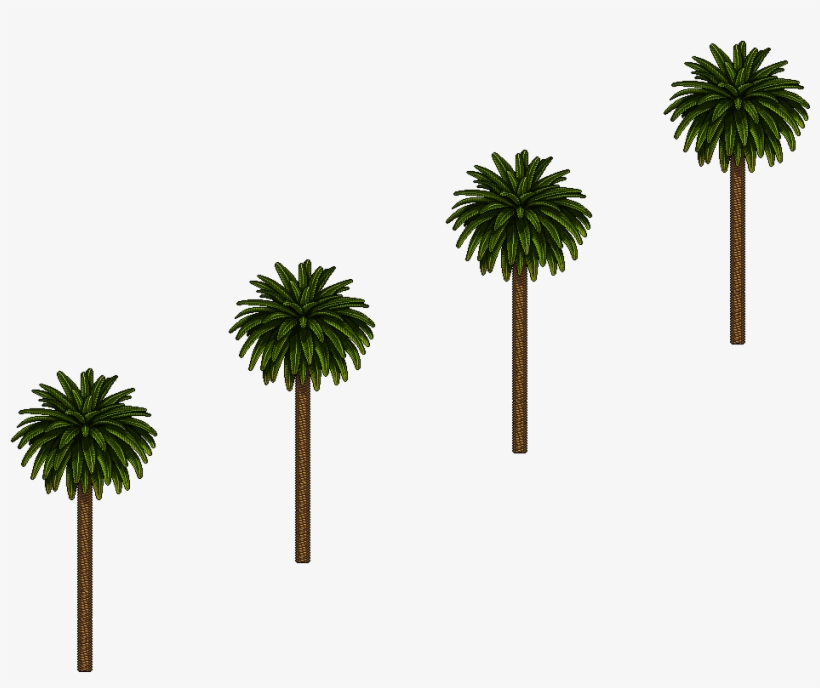 Palmeras - Borassus Flabellifer, transparent png #2121622