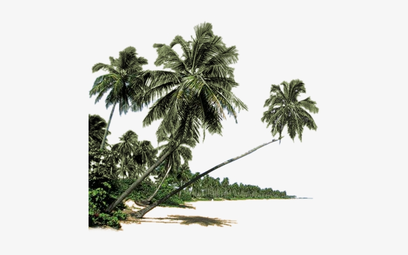 Palmera Png - Paurotis Palm, transparent png #2121874