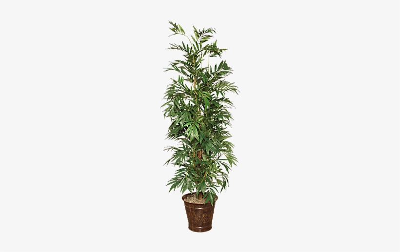 Palmera Bamboo - Bamboo, transparent png #2121961