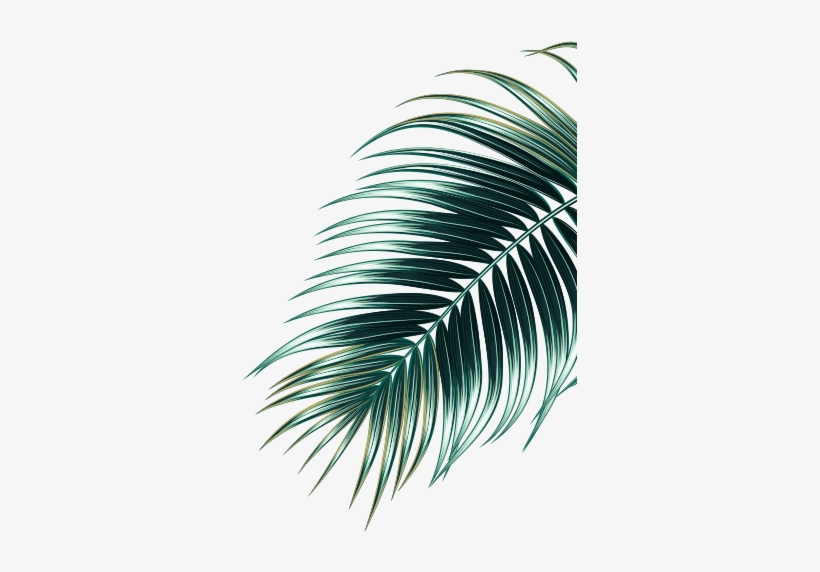 Reforestation Chart - Roystonea, transparent png #2122085