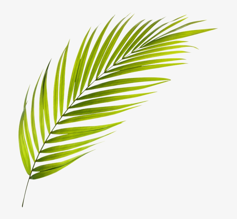 P Palmera Aboutus Palmas Aboutus - Tree, transparent png #2122088