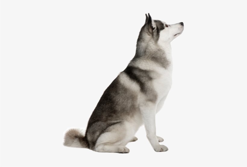 Dog Sitting Png - Dog Sitting Looking Up, transparent png #2122755