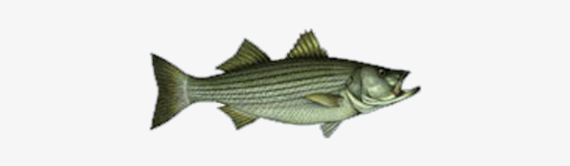 7am -1230pm Jigging Stripers/blues - Morning, transparent png #2124477