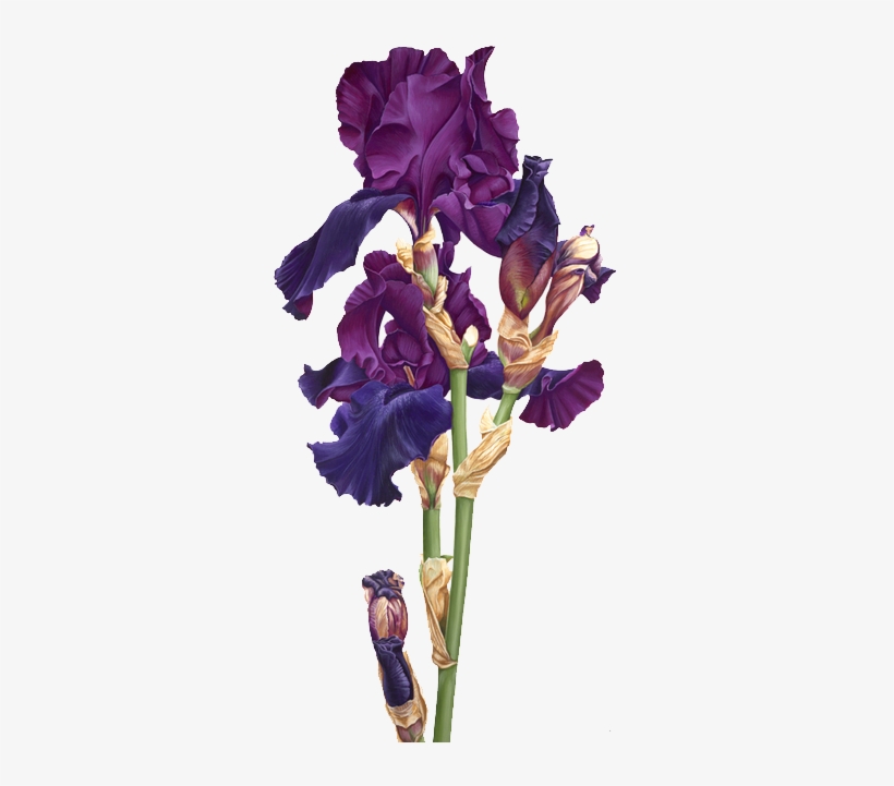 Iris - Ирисы На Прозрачном Фоне, transparent png #2124505