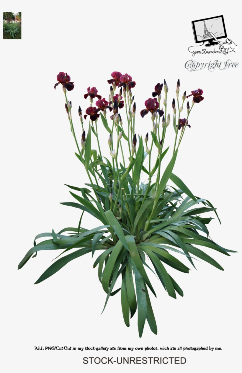 Iris By Jean52 - Iris Plant Photoshop, transparent png #2124545