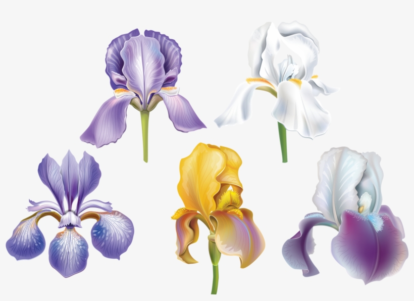 Set Of Flowers Png And Soloveika - Iris Albicans, transparent png #2124811