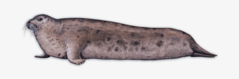 Species Fact - - Chair, transparent png #2127646
