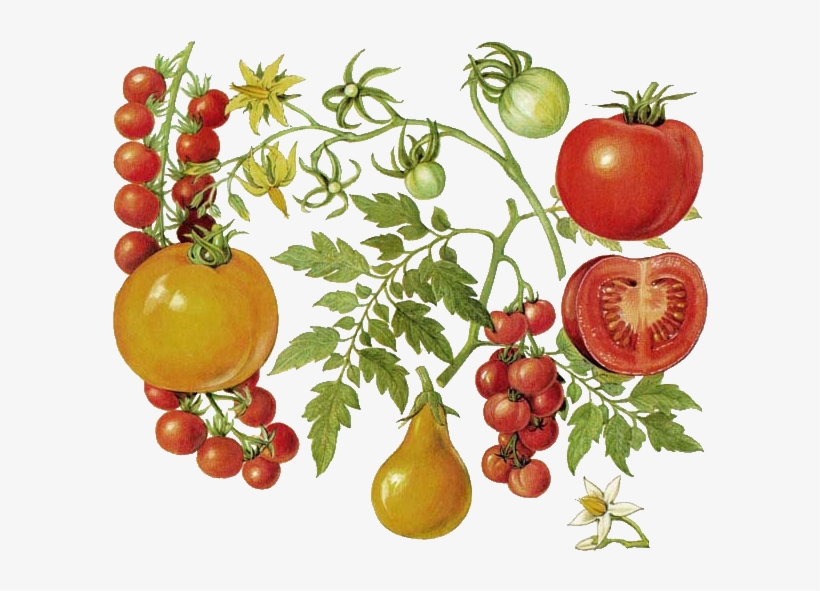 Tomate - Tomato Botanical Print, transparent png #2127775