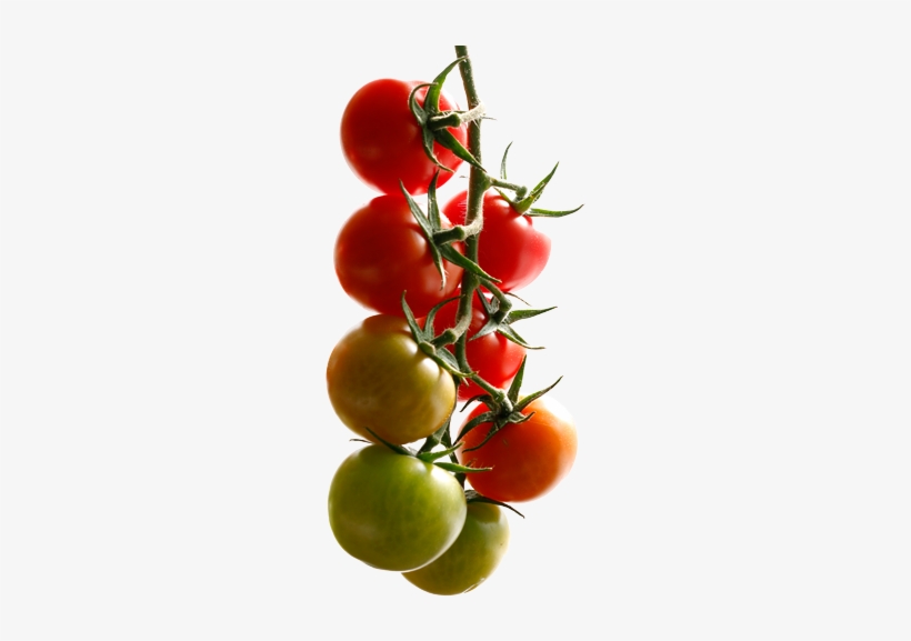 Sagami Savoura Biologico Serres Tomates Biologique - Serres Du St-laurent Inc (les), transparent png #2127936