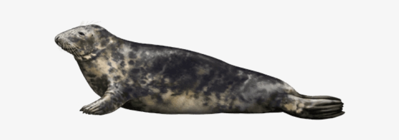 Free Png Harbor Seal Png Images Transparent - Portable Network Graphics, transparent png #2127983