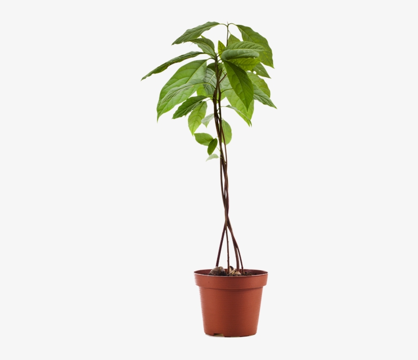 Planta De Aguacate - Avocado In Flower Pot, transparent png #2129848