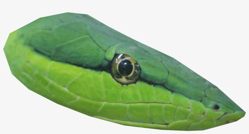 Snakehead - Transparent Snake Head, transparent png #2130238