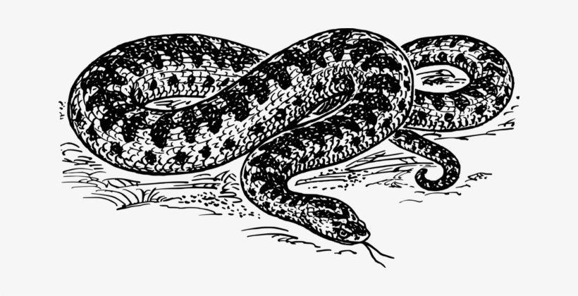 Snakes Vipers Drawing Common European Viper Line Art - Serpiente En Blanco Y Negro, transparent png #2130347
