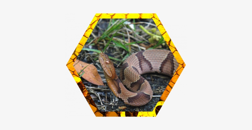 Copperhead Snakes - Northern Copperhead, transparent png #2130403