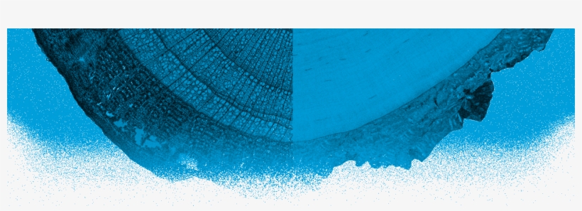 Macro/micro - Sea, transparent png #2130486