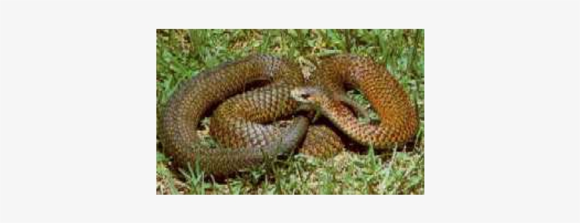 Copperhead Snake - Serpent, transparent png #2130533