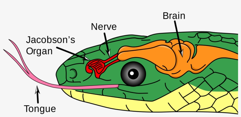 Color Illustration Of A Snake's Head, Showing Jacobson's - Organ Jacobson, transparent png #2130661