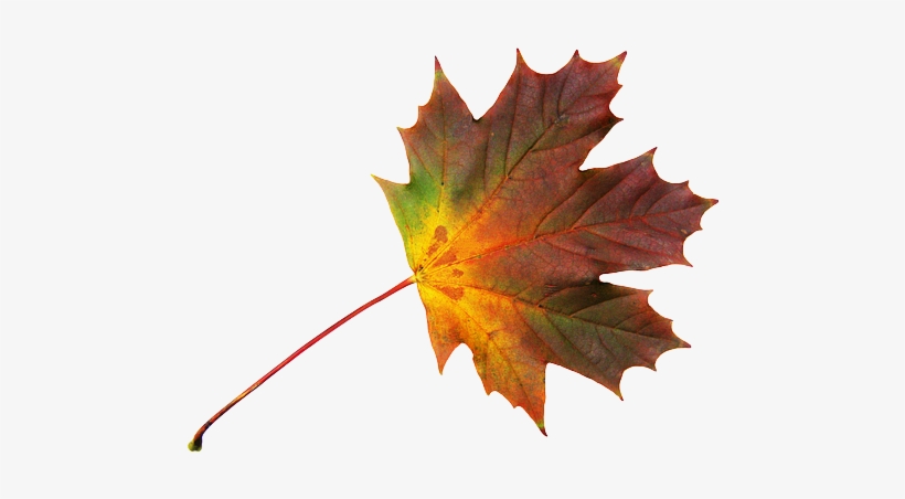 Maple, Journal, Maple Leaf, Free, Autumn, Colorful - Ahornblatt Png, transparent png #2131285