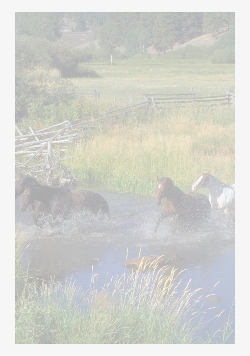 Horse - Running With Horses: A Story Of Love, transparent png #2132791