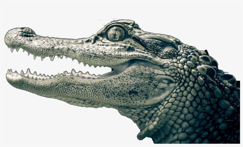 Photograph, transparent png #2133619