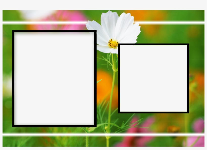 Albums Frames Engagement Frames Love Frames Marriags - Birthday Flower Frame Png, transparent png #2133943