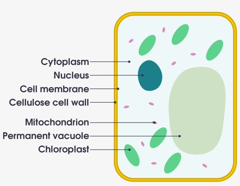 File - Plant Cell Vs Animal Cell Simple, transparent png #2136812