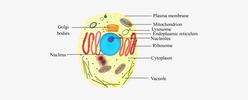 Banner Free Stock Cells Drawing Life Science - Fundamental Unit Of Life Cell, transparent png #2136919