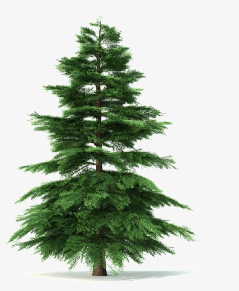 Fir-tree Png Pic - Petit Sapin, transparent png #2137303