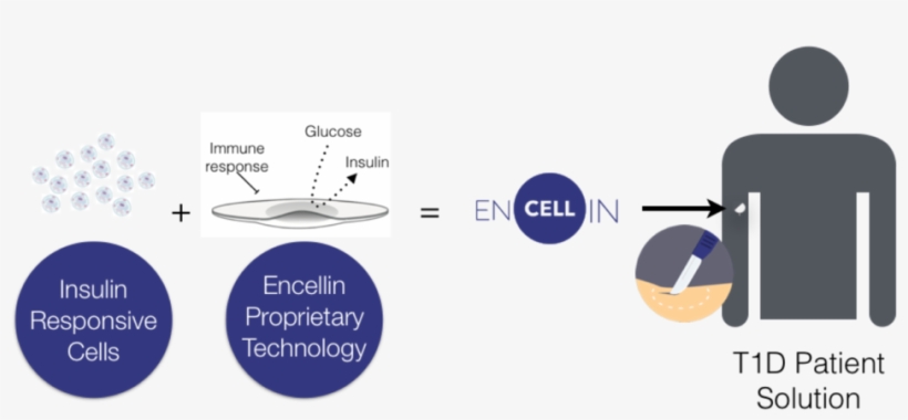 Encellin - Circle, transparent png #2137649