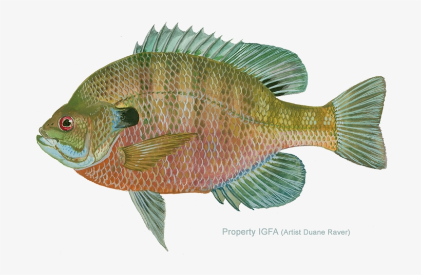 Love Bream Brim Fishing - Fishing, transparent png #2137715