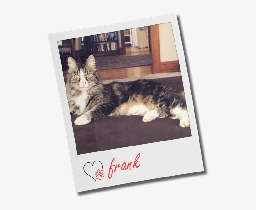 Personal - Kitten, transparent png #2138882