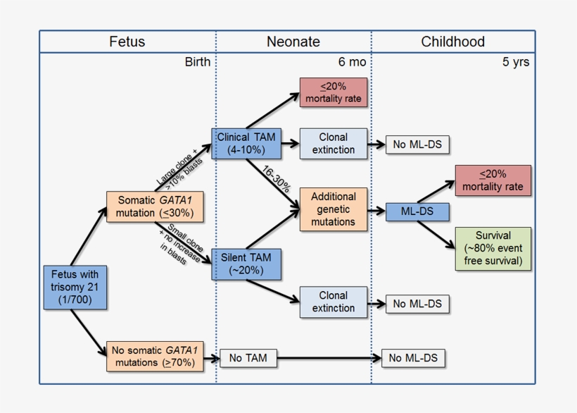 Natural History Of Transient Abnormal Myelopoiesis - Diagram, transparent png #2139509