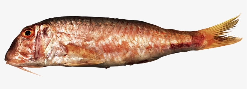 Red Mullet, Striped Mullet - Striped Red Mullet, transparent png #2140151