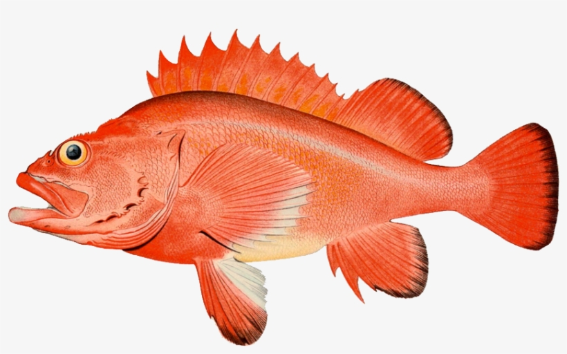 Rockfish Port Orford Seafood - Rougheye Rockfish, transparent png #2140156