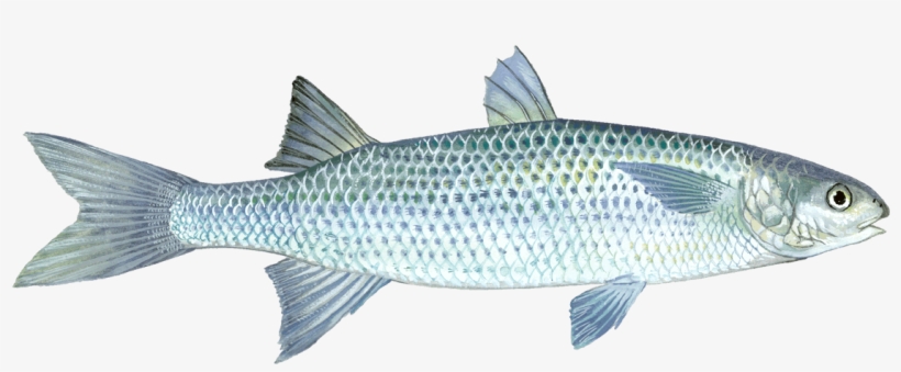 Mullet Fish Pictures Transparent, transparent png #2140181
