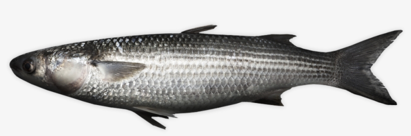 Grey Mullet - Thicklip Grey Mullet, transparent png #2140229