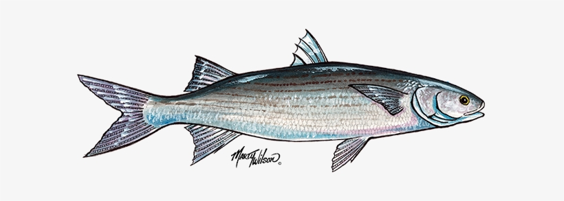Mullet - Mullet Fish Drawings, transparent png #2140863