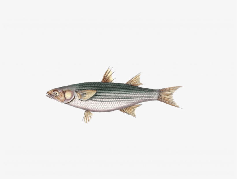 Golden Grey Mullet, transparent png #2140910