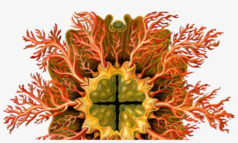 Drawing Trippy Nature Art Sci Ernst Haeckel Picture - Ernst Haeckel, transparent png #2141020